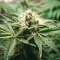 Moonshine Mass feminized seeds