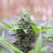 Sementes Feminizadas Orange Sherbet Auto (Fast Buds)