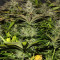 Original Auto Cheese Seeds