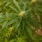 Scrambler Haze Seeds