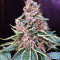 Shiva Blue regular (Xtreme Seeds)