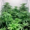 Steve’s Alien OG Seeds