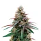 Super Boof Seeds (Royal Queen Seeds)