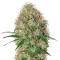 Super Bud Auto (GHS)