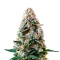 Tropicana Weddingcake Auto Seeds (Growers Choice)