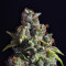 Graines de cannabis Venice Beach Afghan (Kera Seeds)