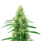 White Widow Seeds