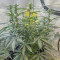 Sementes Feminizadas de Watermelon Z Auto (Barney's Farm)