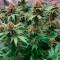Grandaddy Purple (Herbies Seeds)