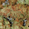 White Widow Fast Version (Herbies Seeds)