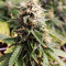Auto Amnesia Seeds