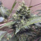 Auto Duck strain