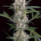 Big Stilton Auto (Big Head Seeds)