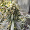 Blackberry Gum Autoflower feminisierte Samen