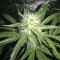 Bubble Bomb feminized seeds