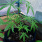 Bubble Bud feminized seeds