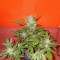 Buddha Red Dwarf Auto regular (Buddha Seeds)