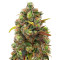 Critical Haze Regular (Mr. Nice Seedbank)
