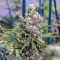 Critical Kush Seeds