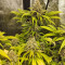 Critical Super Silver Haze Seeds