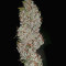 Fuel OG Seeds