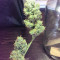 Auto Gigabud (G13 Labs)