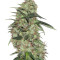 Indica XXL (Sagarmatha Seeds)