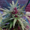 Lemonberry Haze Auto (Original Sensible Seeds)