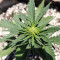 Monster Bruce Banner feminized seeds