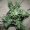 Northern Light x Big Bud Early Harvest feminized seeds
