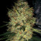 Graines de cannabis Pineapple Haze Regular (Barney's Farm)