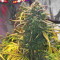 Purple Haze Auto strain
