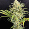 Queen of Soul Regular (Brothers Grimm Seeds)