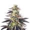 Graines de cannabis Sherbert (Blackskull Seeds)
