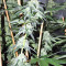 Sherbet (Seedstockers)