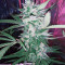 Sour Tangie Semi regolari