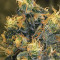 Sour Tangie (Reserva Privada)
