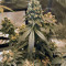 Graines de cannabis Sour Tangie (Reserva Privada)