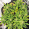 Strawberry Gum feminized seeds
