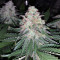 Sweet ZZ (Sweet Z) (RQS)