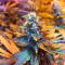 Graines de cannabis Wedding Cake (Big Head Seeds)