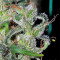 Zamaldelica feminized seeds