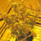 Big Bang Auto Seeds