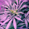 Graines de cannabis Blue Pyramid (Pyramid Seeds)