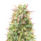 Cheese Autoflower (Herbies Seeds)