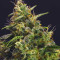 Chem-Bomb Auto Seeds