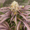 Dozywelly OG Feminized Seeds (AlphaFem Seeds)