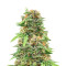 Golosa Early Version Seeds