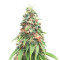 Sementes Feminizadas Kosher Cookies F1 Fast Version (DNA Genetics)