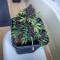 Purple Bud (White Label)